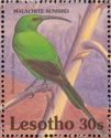 Malachite Sunbird (Nectarinia famosa)